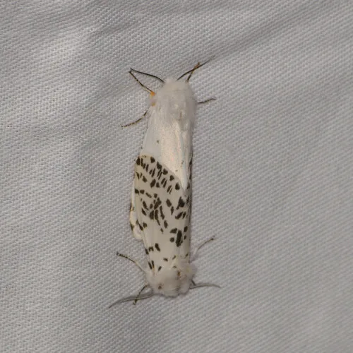 Fall Webworm - photo 6