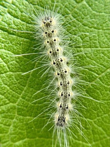 Fall Webworm - photo 7