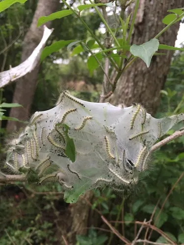 Fall Webworm - photo 8