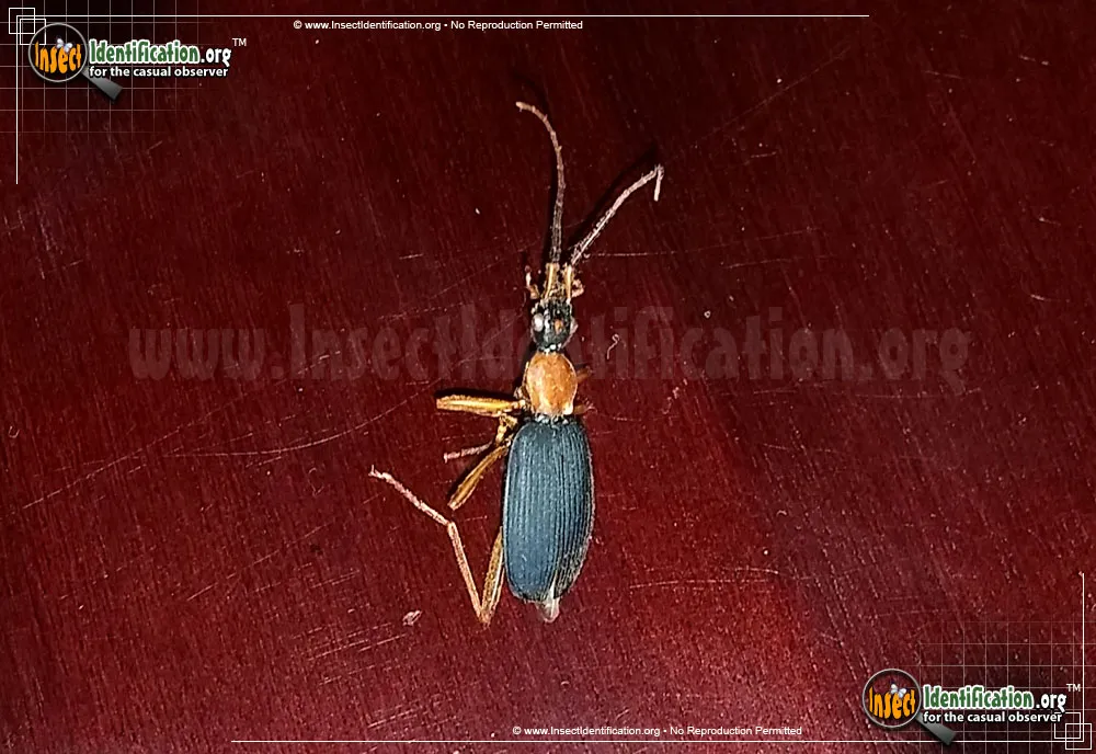 False Bombardier Beetle - Galerita spp.