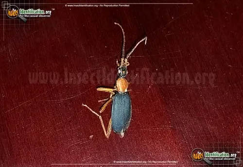 False Bombardier Beetle - photo 2