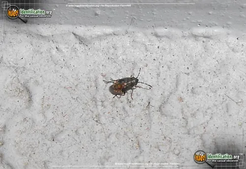 False Chinch Bug - photo 2