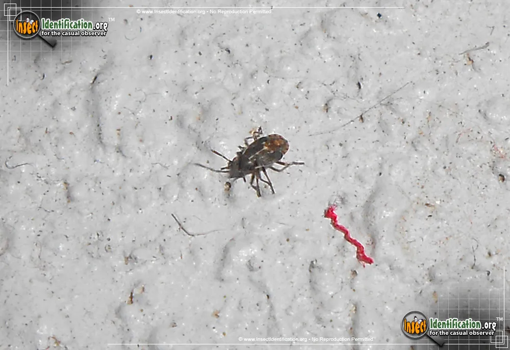 False Chinch Bug - photo 3