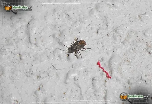 False Chinch Bug - photo 4