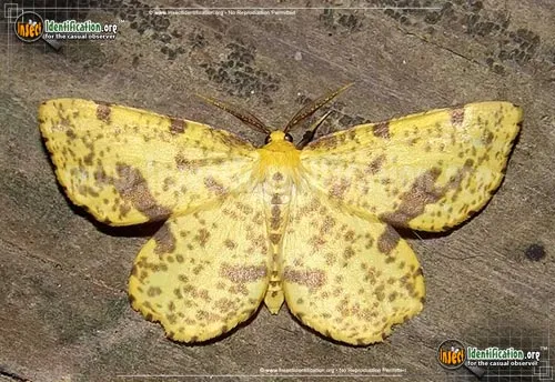 False Crocus Geometer - photo 4
