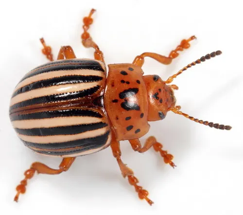 False Potato Beetle