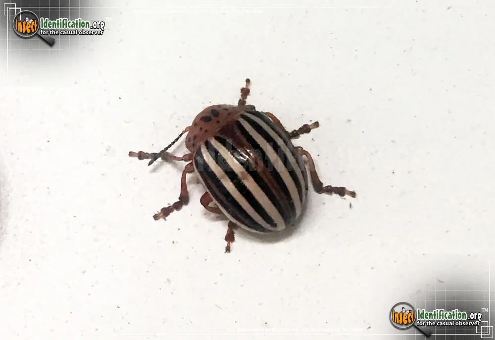 False Potato Beetle - photo 4