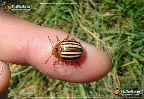 False Potato Beetle - photo 5