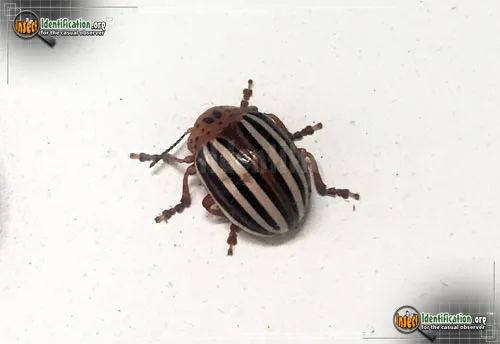 False Potato Beetle - photo 7
