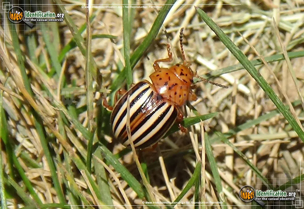 False Potato Beetle - photo 8