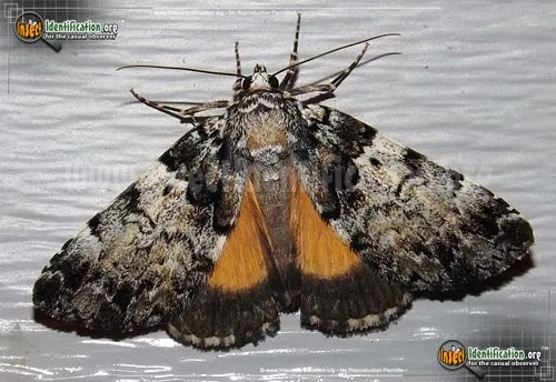 False Underwing - photo 2