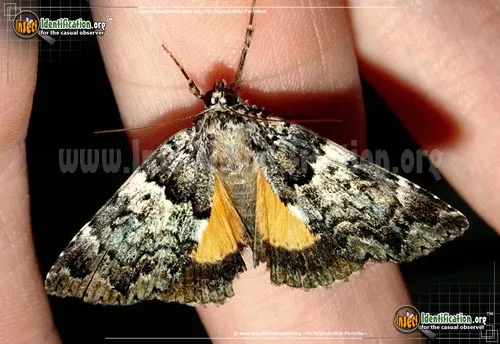 False Underwing - photo 4