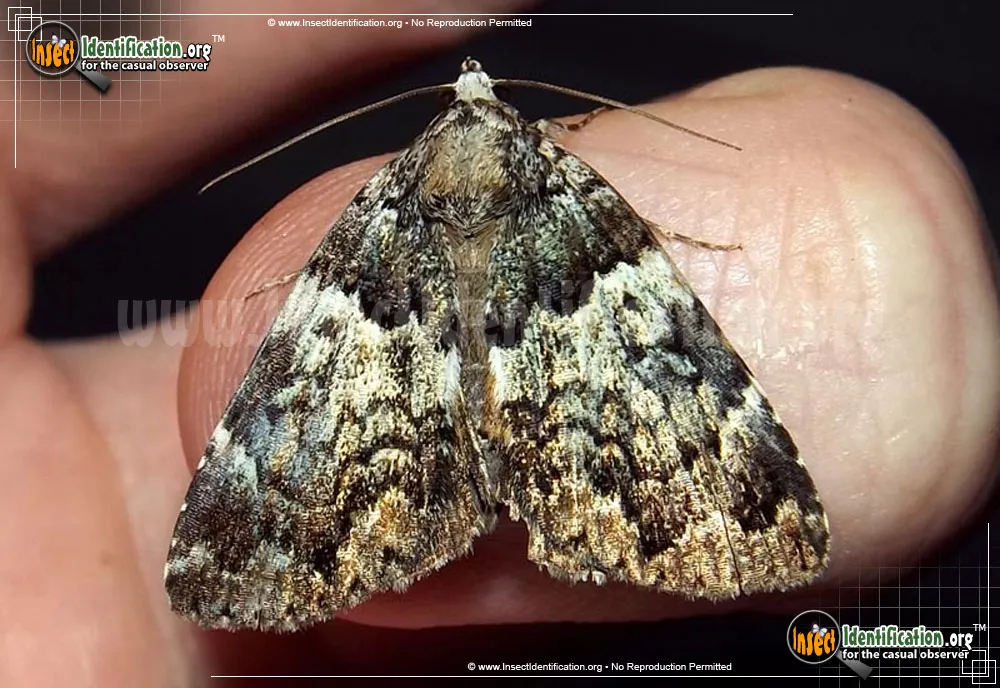 False Underwing - photo 5