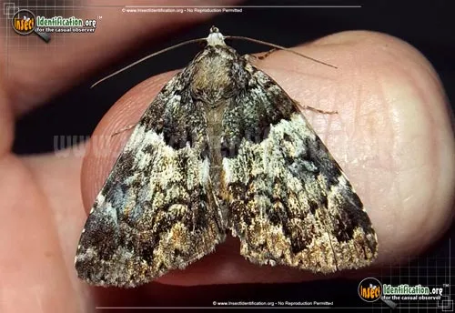 False Underwing - photo 6