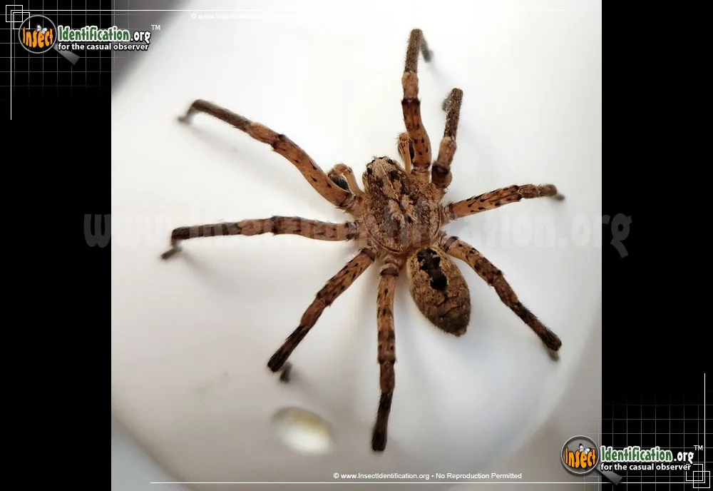 False Wolf Spider
