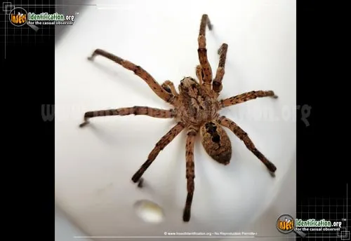 False Wolf Spider - photo 2