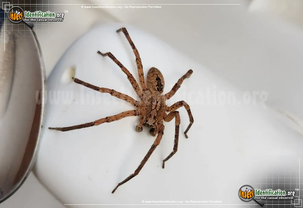 False Wolf Spider - photo 3