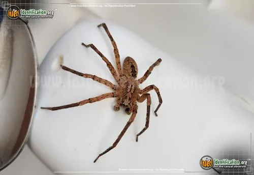 False Wolf Spider - photo 4