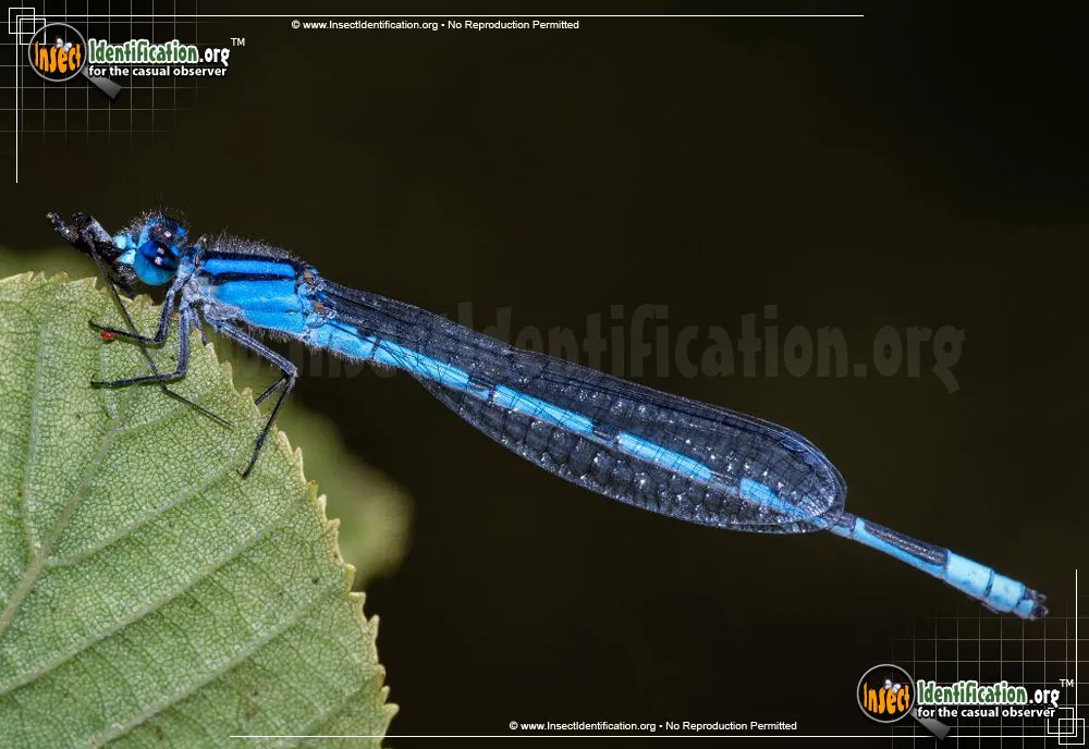 Familiar Bluet - photo 8