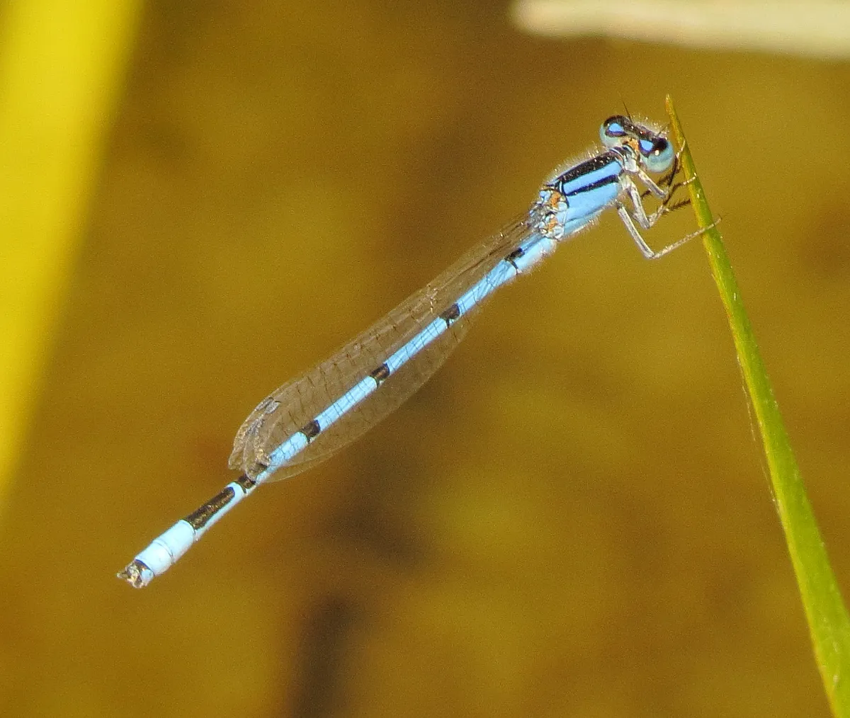 Familiar Bluet