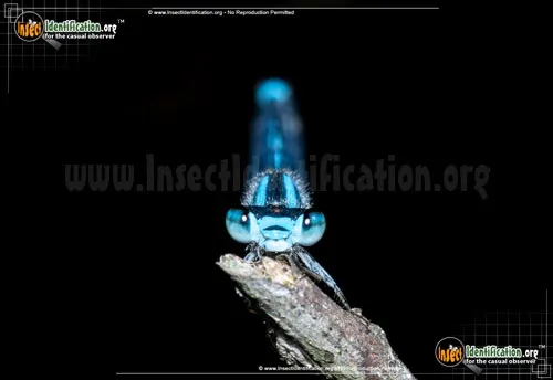 Familiar Bluet - photo 2