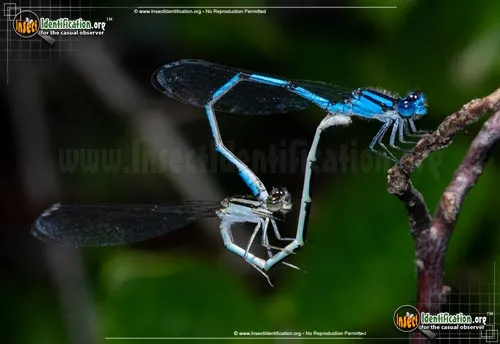 Familiar Bluet - photo 3