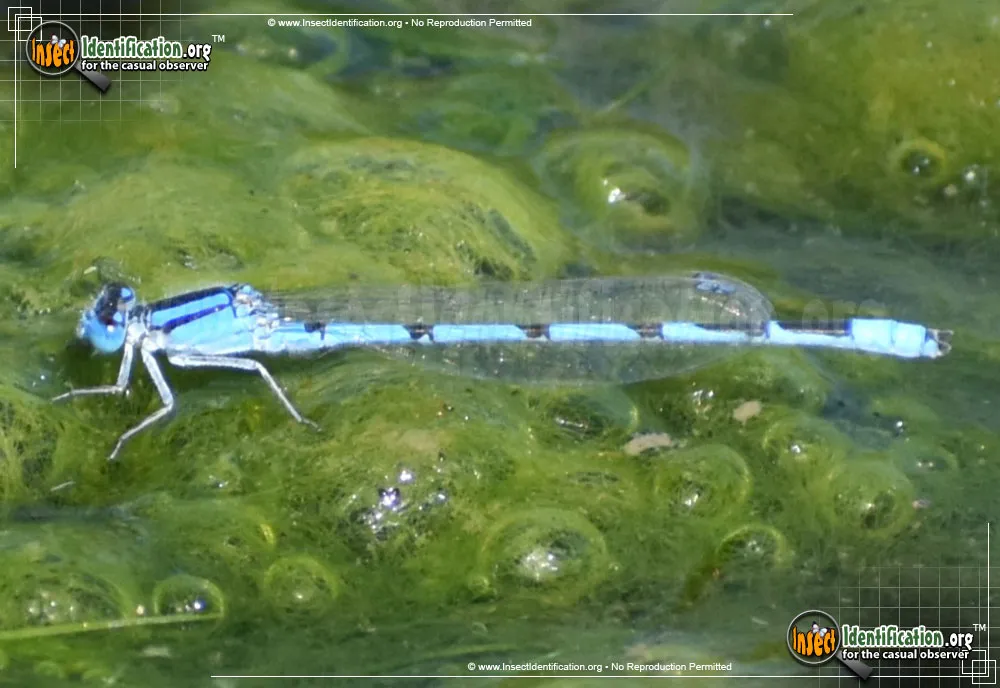 Familiar Bluet - photo 4