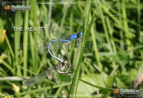Familiar Bluet - photo 6
