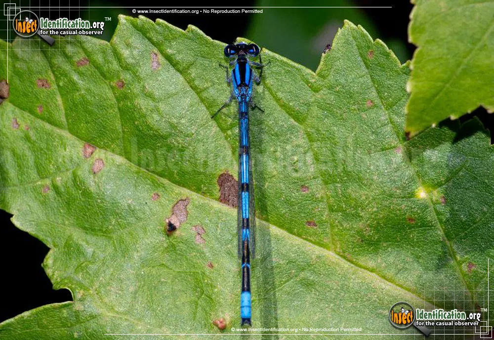 Familiar Bluet - photo 7