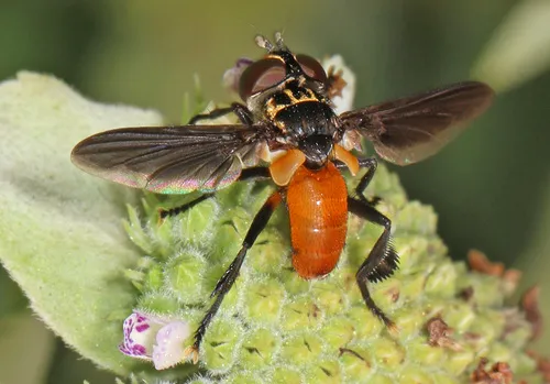 Feather-legged Fly -T. pennipes