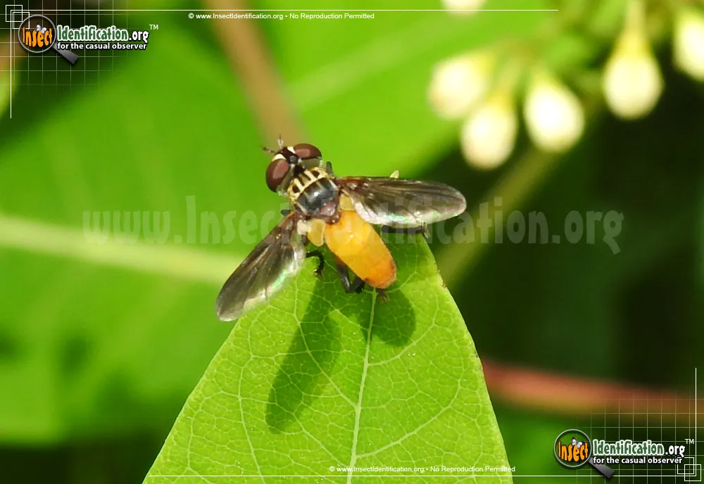 Feather-legged Fly -T. pennipes - photo 4
