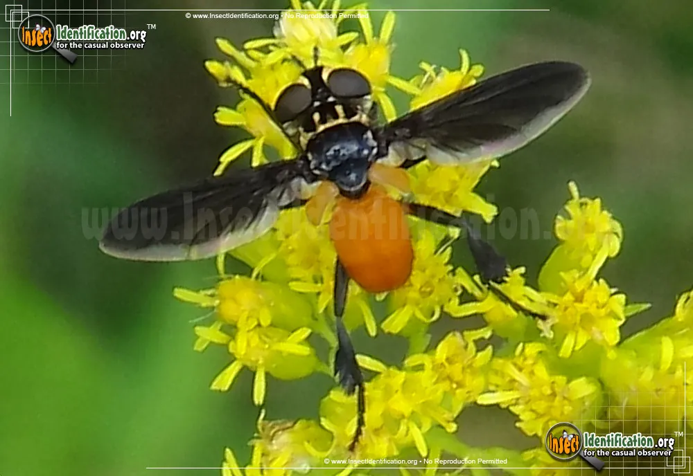 Feather-legged Fly -T. pennipes - photo 5
