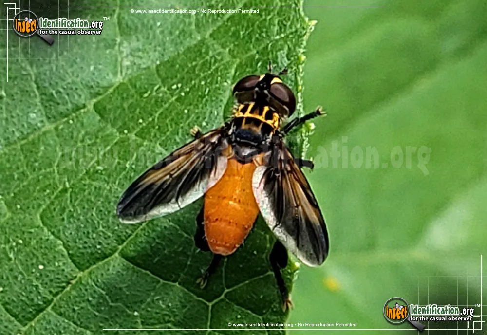Feather-legged Fly -T. pennipes - photo 6