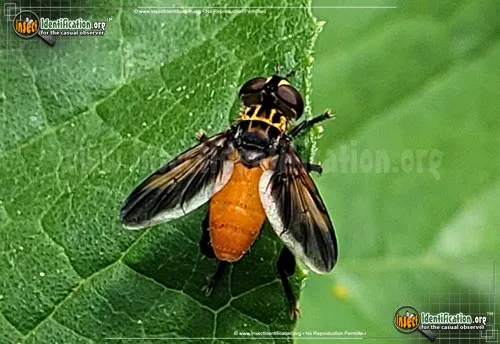 Feather-legged Fly -T. pennipes - photo 8