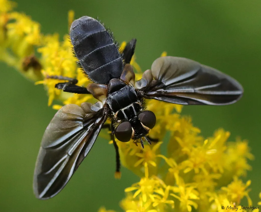 Feather-legged Fly - photo 2