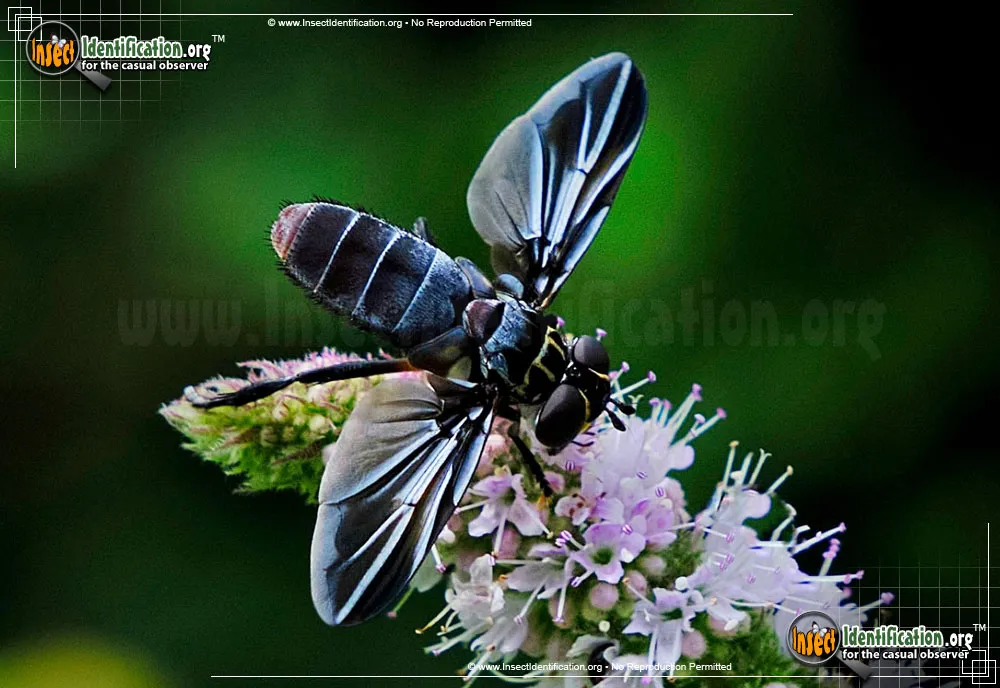 Feather-legged Fly - photo 3