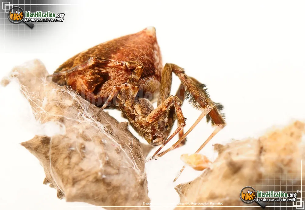 Feather-legged Spider