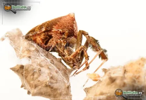 Feather-legged Spider - photo 2