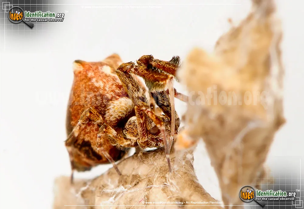 Feather-legged Spider - photo 3
