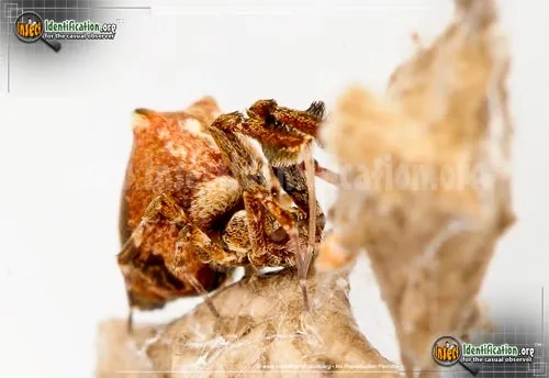 Feather-legged Spider - photo 4