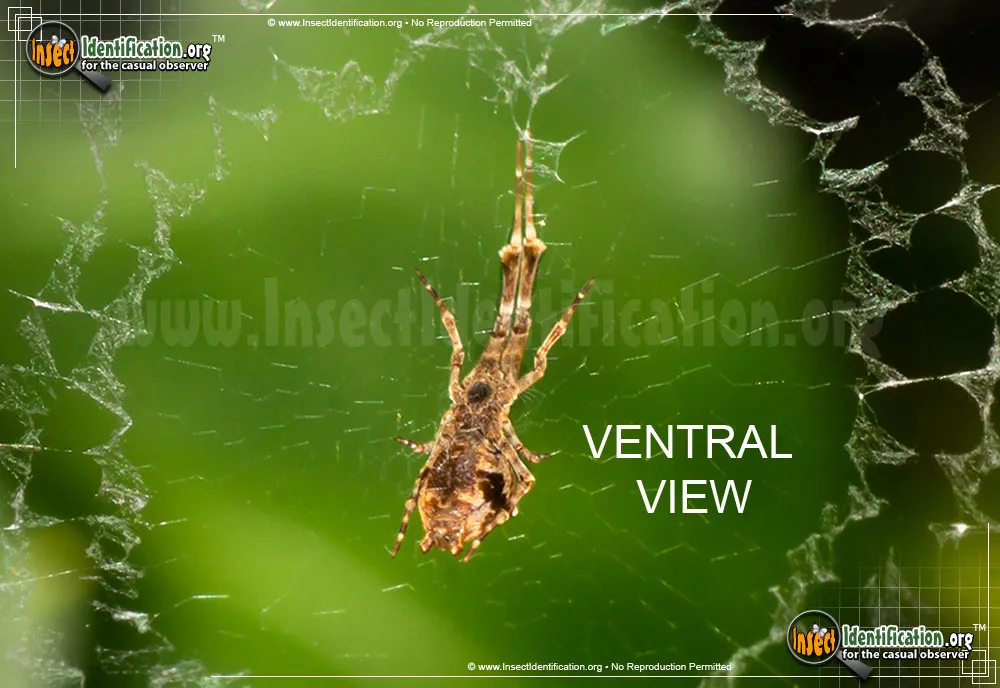 Feather-legged Spider - photo 5