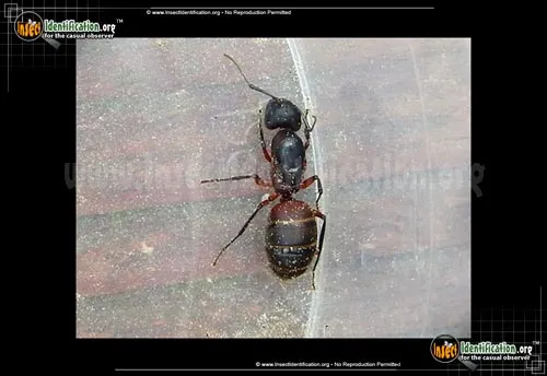 Ferruginous Carpenter Ant - photo 4