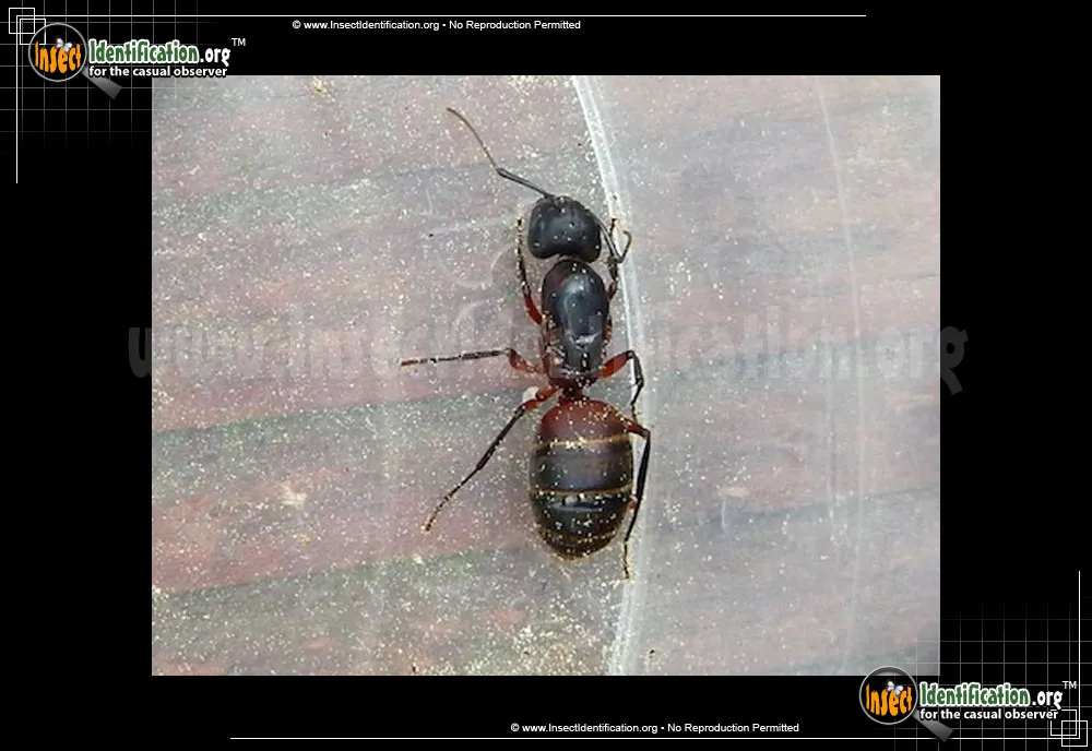 Ferruginous Carpenter Ant - photo 5