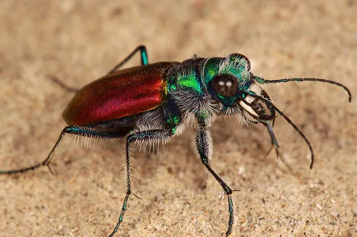 Festive Tiger Beetle - Cicindela scutellaris