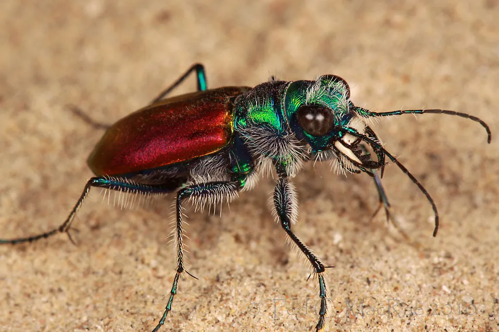 Festive Tiger Beetle - photo 2