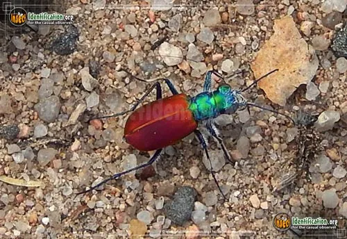 Festive Tiger Beetle - photo 4
