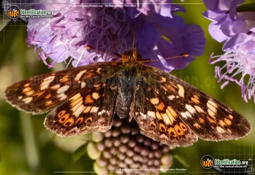 Field Crescent Butterfly - photo 2