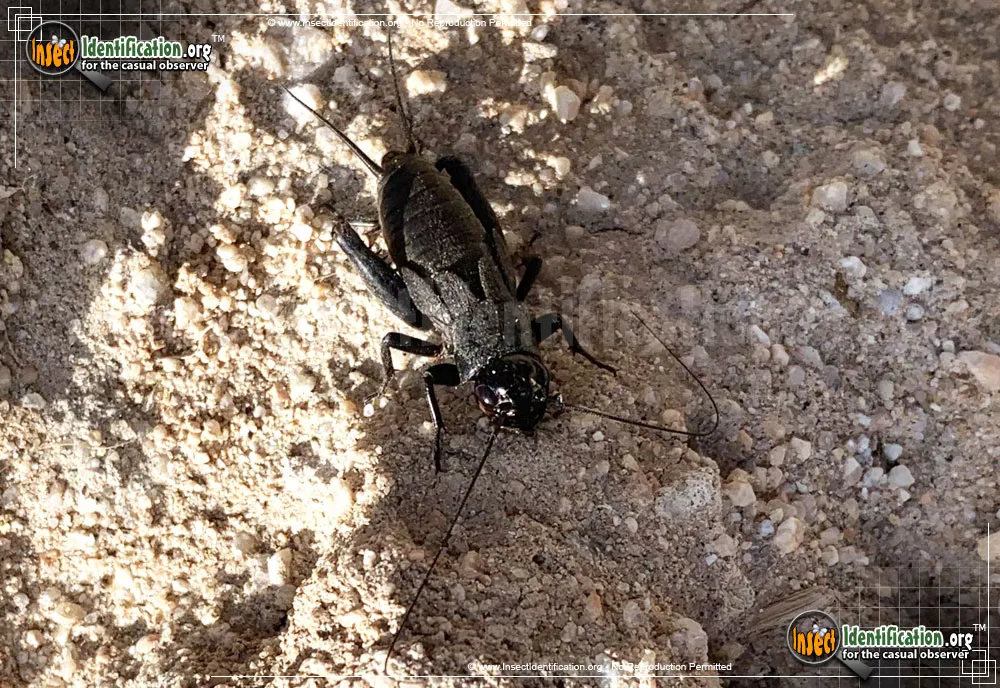 Field Cricket - Gryllus spp.