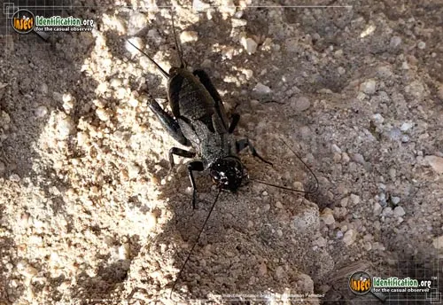 Field Cricket - photo 2