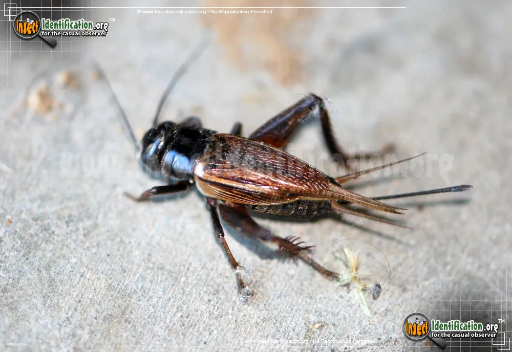 Field Cricket - photo 3